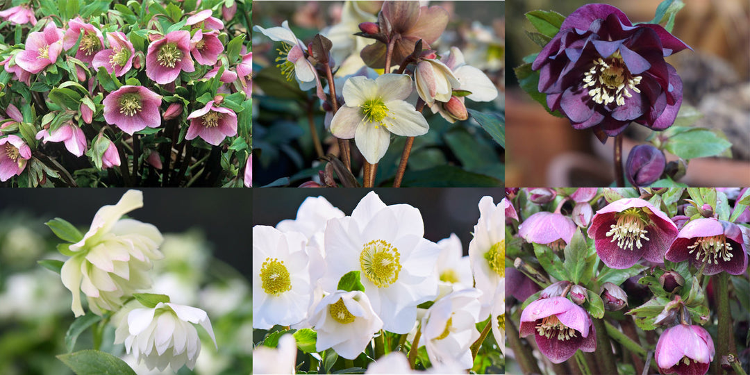 Helleborus: Lenten Roses, Snow Roses or Christmas Roses for Winter Colour
