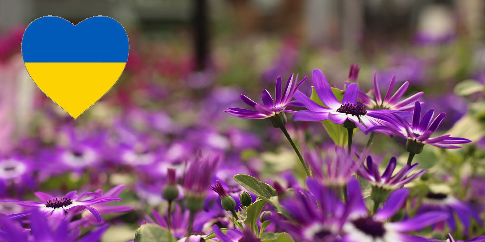 €5500 Raised for the Irish Red Cross Windyridge Garden Centre