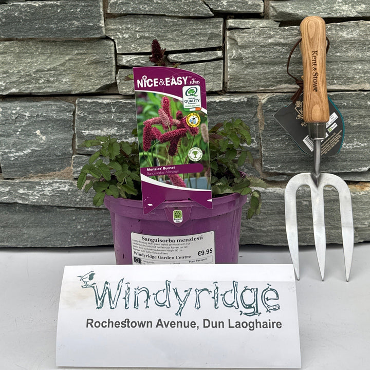 Alaskan Burnet (Sanguisorba Menziesii)