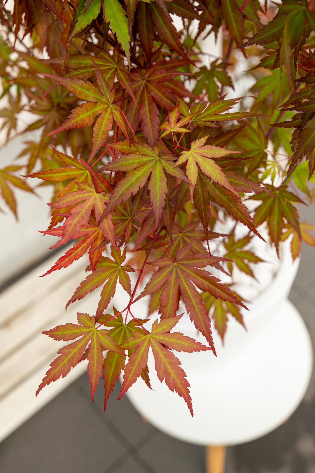 Acer palm. Redwine