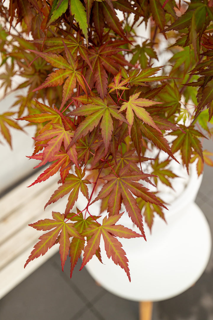 Acer palm. Redwine