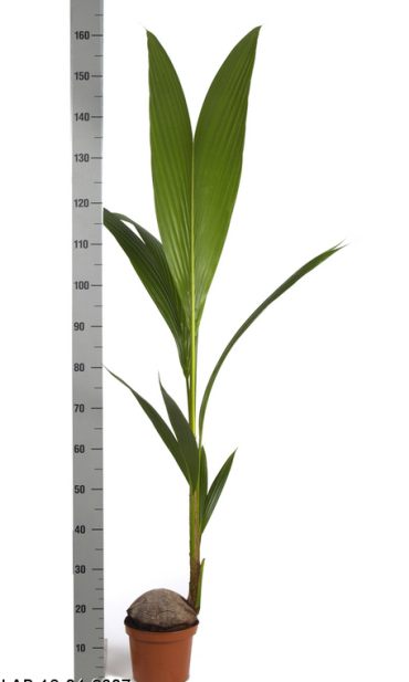 Cocos nucifera P19
