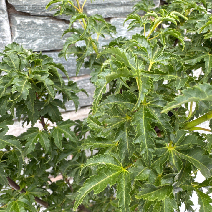 Acer palmatum Shishigashira  40-50 CM C6.5