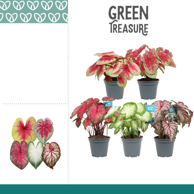Caladium mix 17cm Pot ( Elephants Ears )