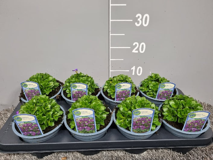 Aubrieta Glacier Violet P13