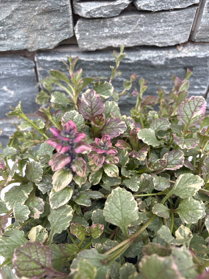 Ajuga Burgundy Glow
