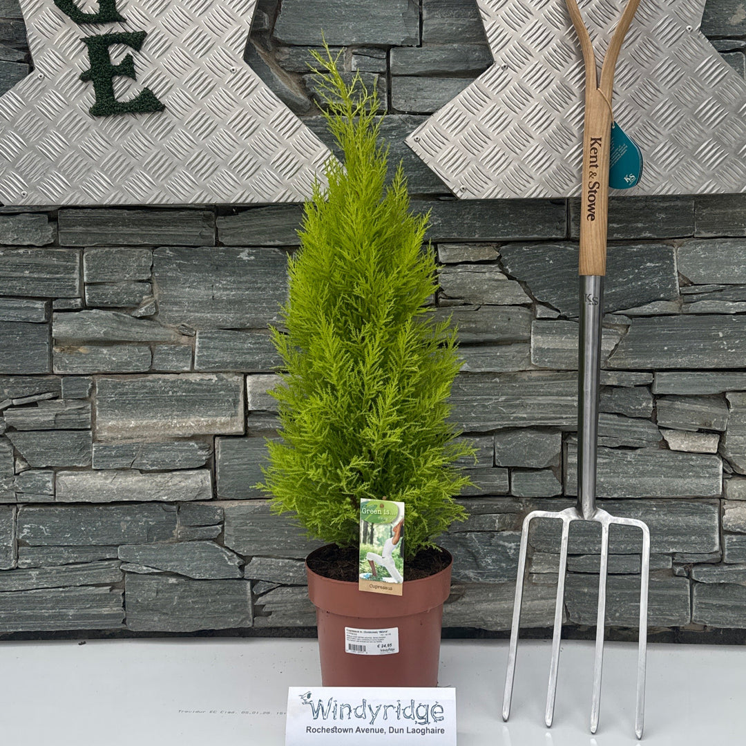 Cupressus m. (Goldcrest) Wilma P21 90 CM