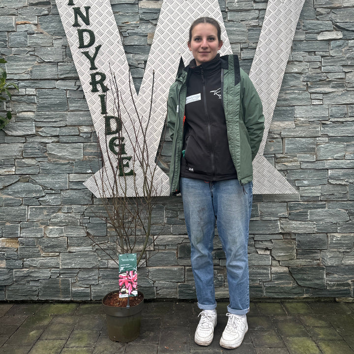 Acer palmatum Skeeters Broom