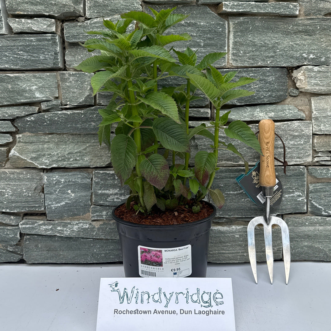 MONARDA Bee-Free