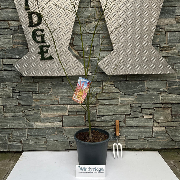 Acer pal. Manyû-no-sato (60-80 cm 10L)