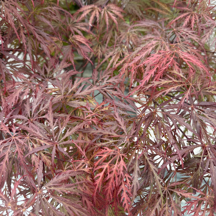 Acer pal. Garnet 90 cm st. Deco 18L.