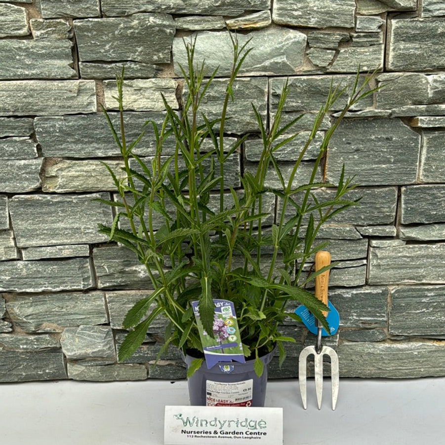 Verbena bonariensis 3lt pot