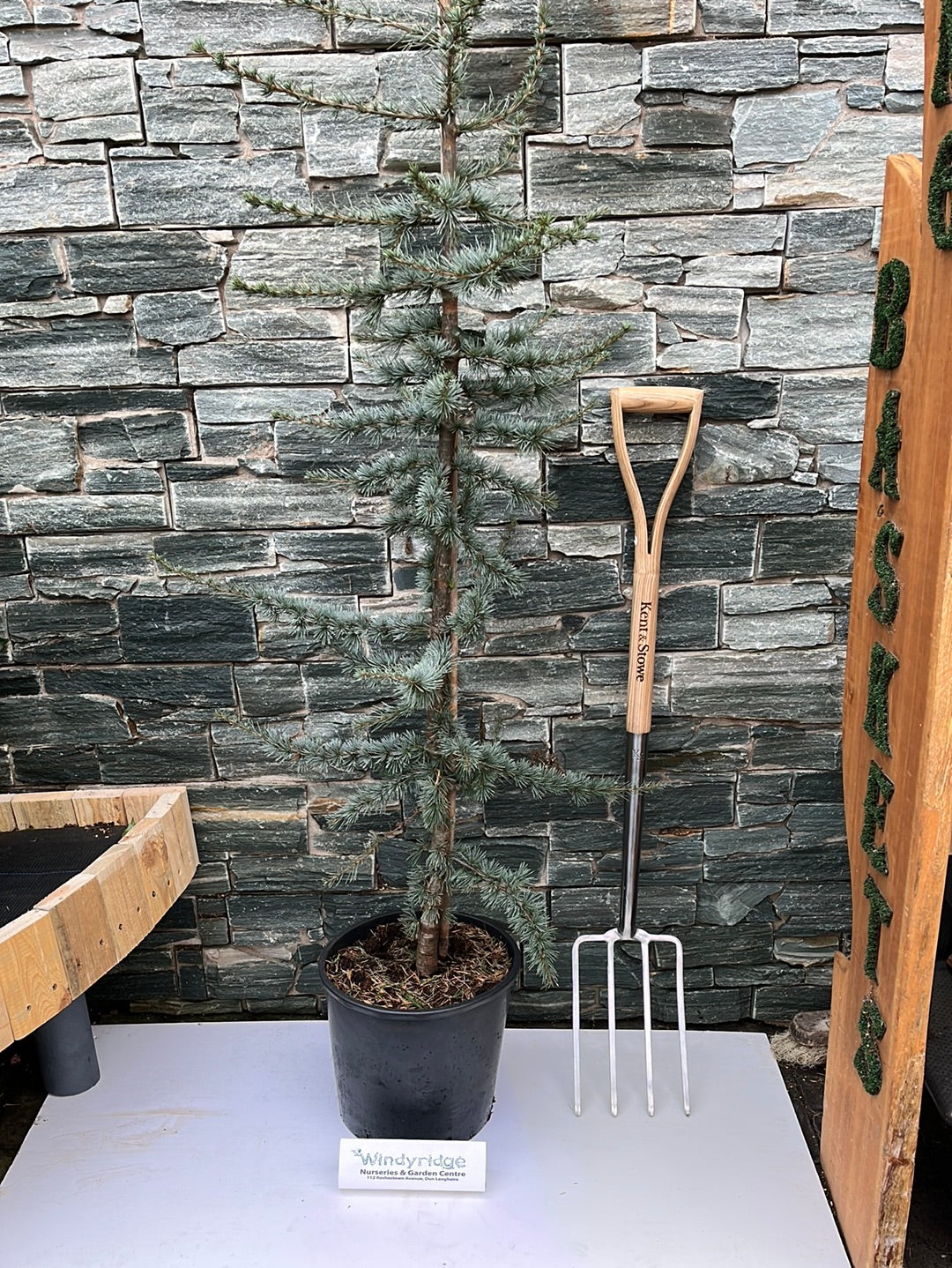 Cedrus libani Glauca P30