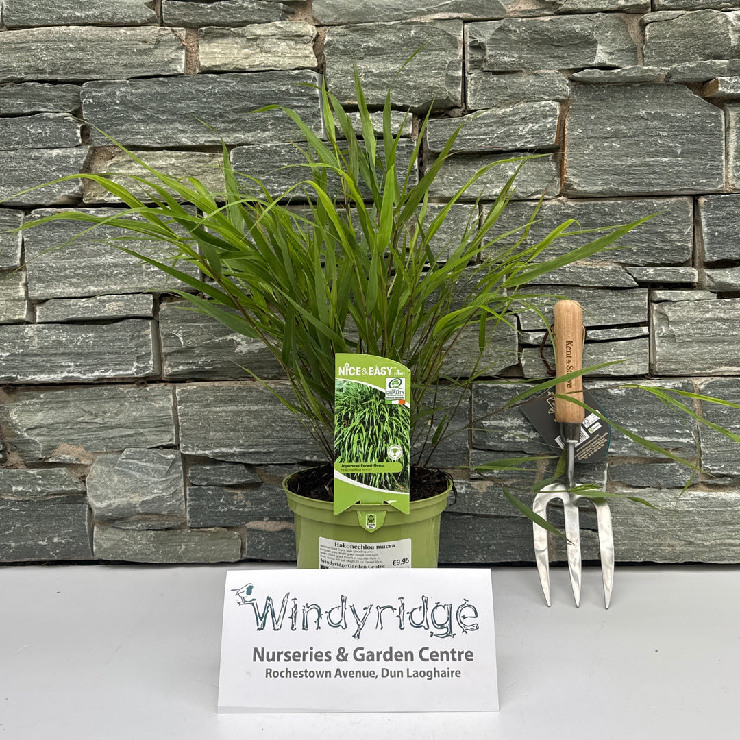 Hakonechloa macra 2lt pot