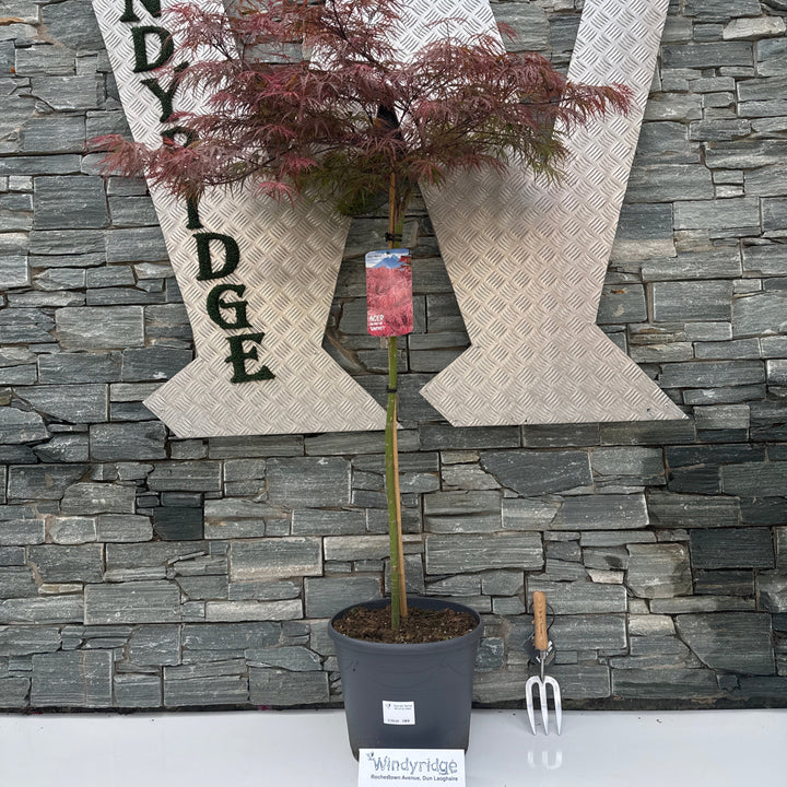 Acer pal. Garnet 90 cm st. Deco 18L.