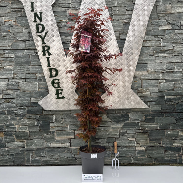 Acer palm. Skeeters Broom