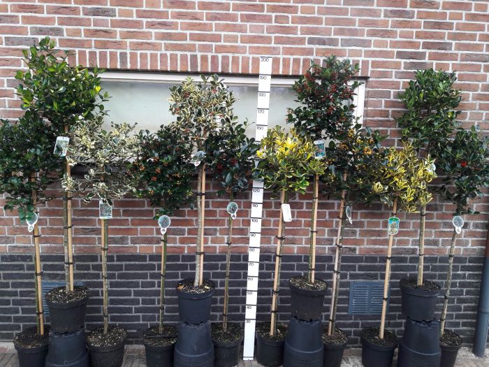 Ilex mix  60 CM STEM 7.5L