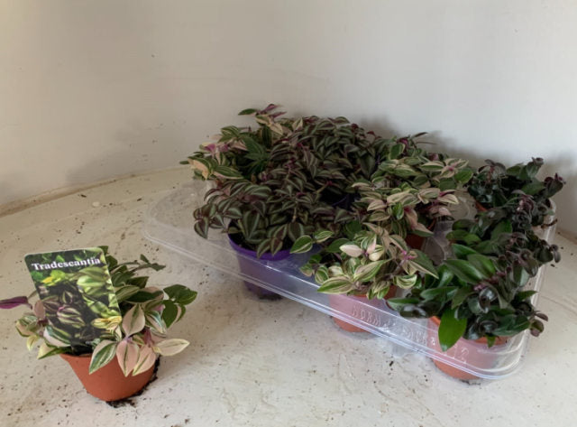 Tradescantia Tenderness P 5,5
