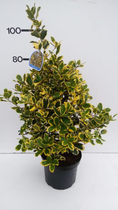 Ilex altaclerensis  Golden King  / 100-125 CM C12