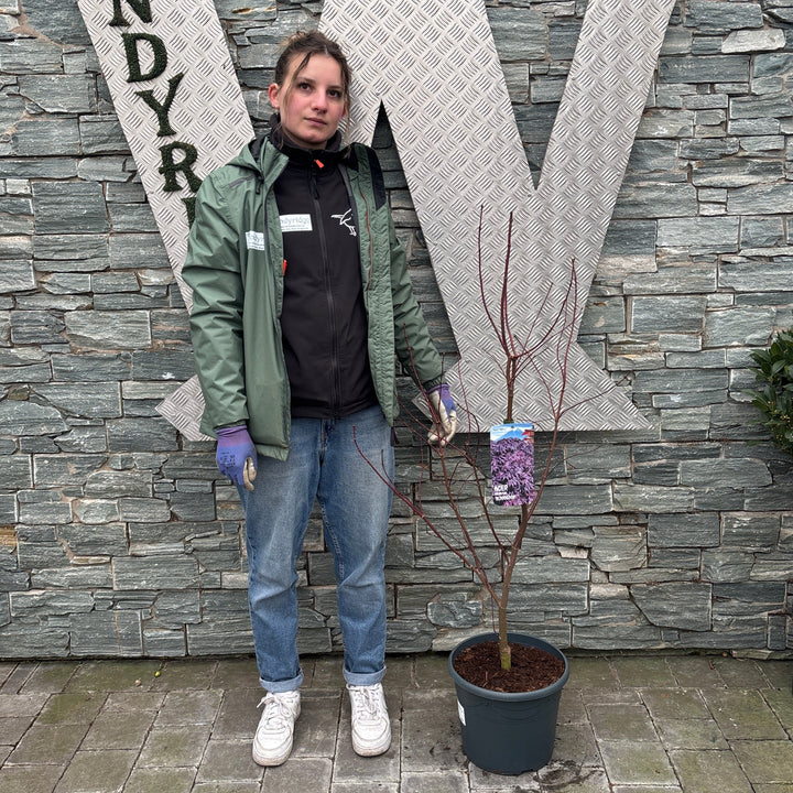 Acer pal. Bloodgood 60-80 cm Deco 10L. bush