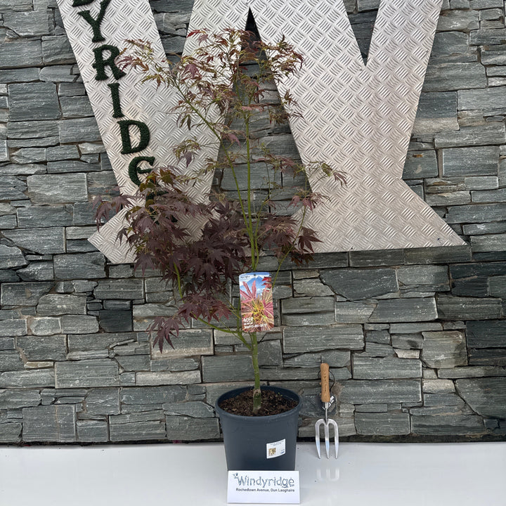 Acer pal. Manyû-no-sato (60-80 cm 10L)