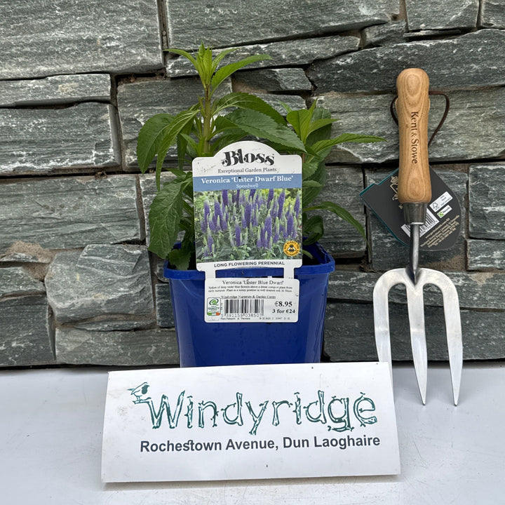 Veronica Ulster Blue Dwarf