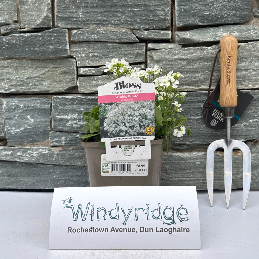 Arabis Little Treasure White