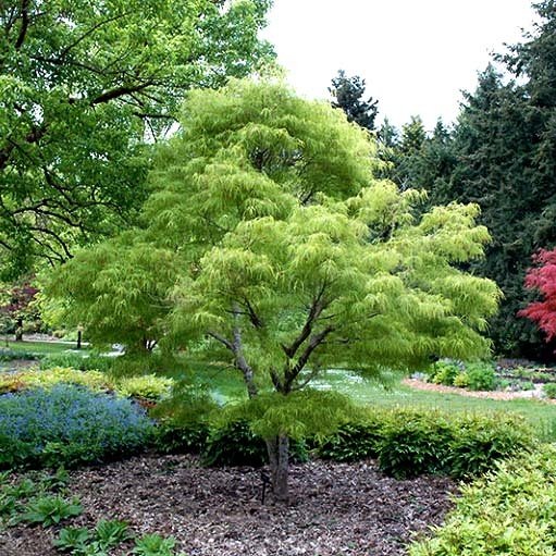 Acer pal. Koto-no-ito