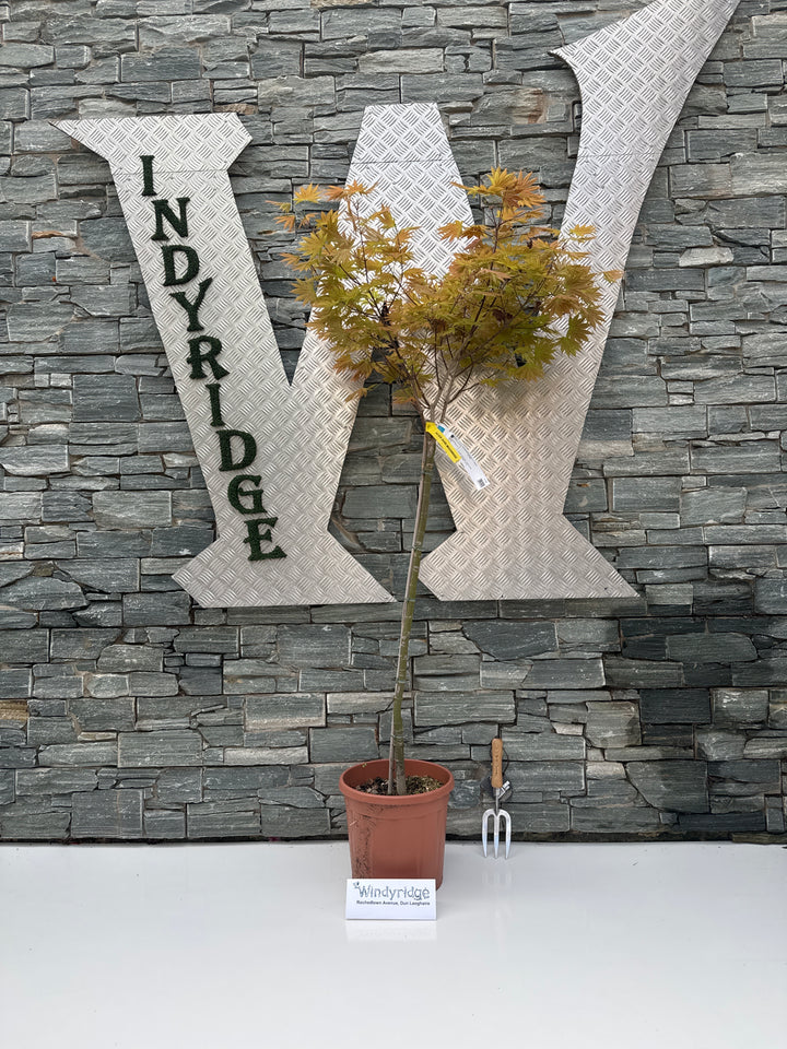 ACER SHIRASAWANUM MOONRISE CLT 15  TRONCO 90 CM   1/2 STD