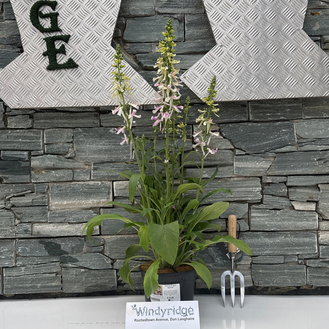 DIGITALIS Apple Blossom