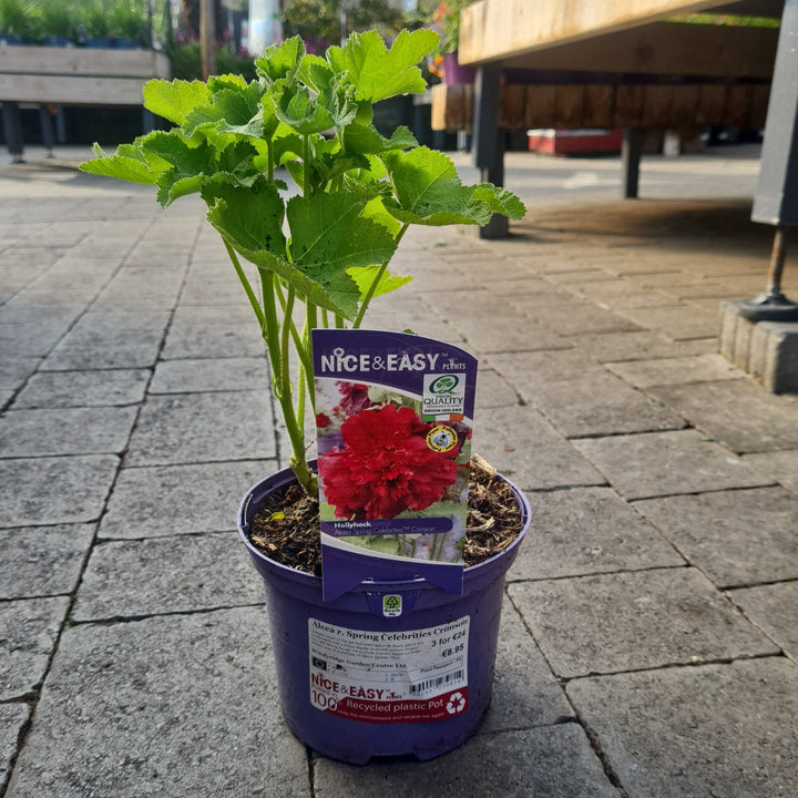 Alcea r. Spring Celebrities Crimson