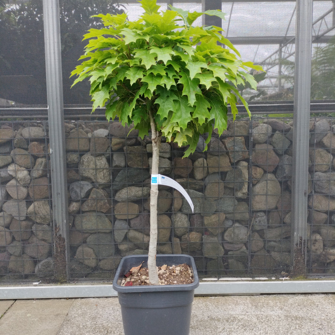 QUERCUS RUBRA 'HAAREN' VQ  LT. 14     1/4 STD