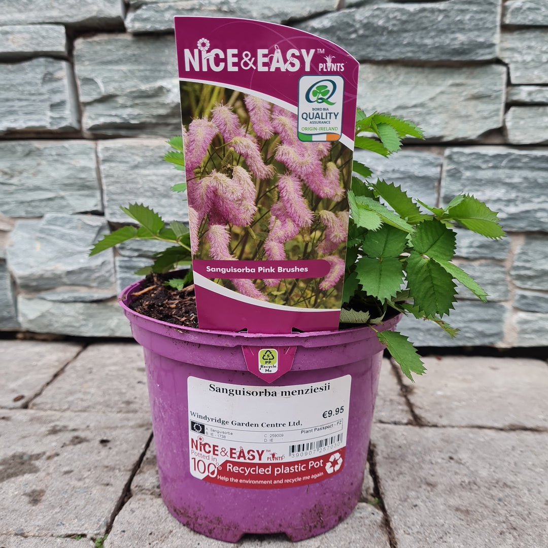 Sanguisorba-Menziesii-Potted