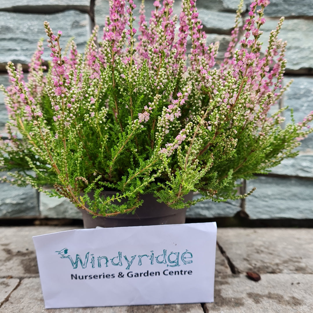 Heather Calluna vulgaris Red Sun (11cm Pot)