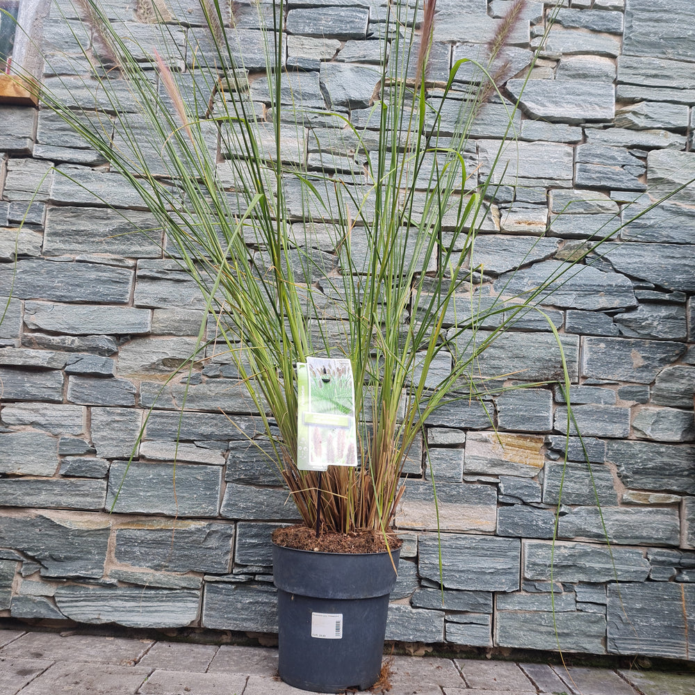 Chinese-Fountain-Grass-Pennisetum-alop.-Viridescens-Potted
