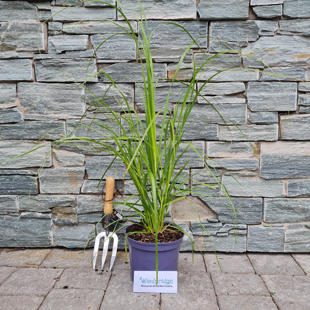 Cortaderia-sell.-Rose-Plume-Potted-1