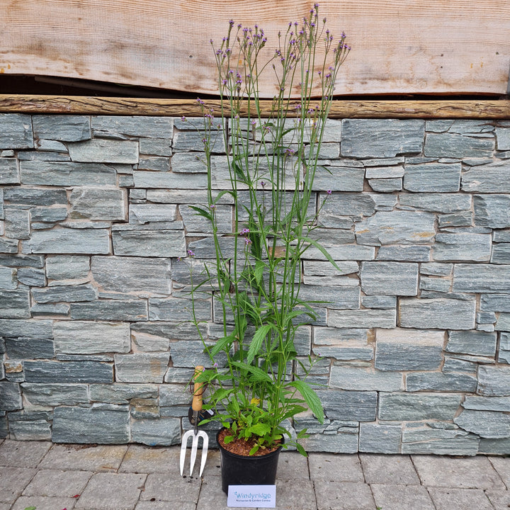 VERBENA Lavender Spires