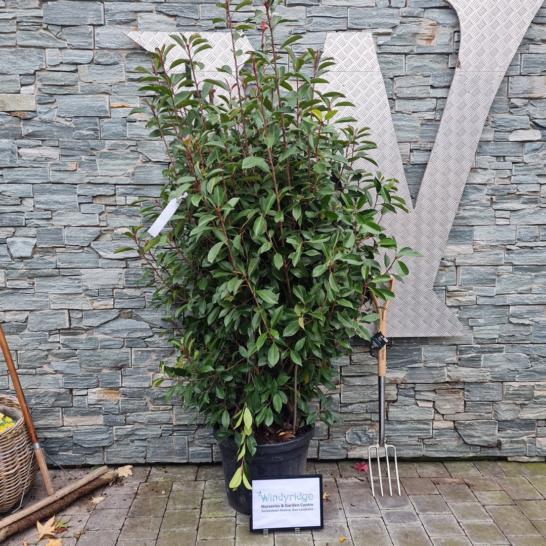 PHOTINIA SERR. RED ROBIN CLT 45 H 125 - 150 CM CESPUGLI FORTI