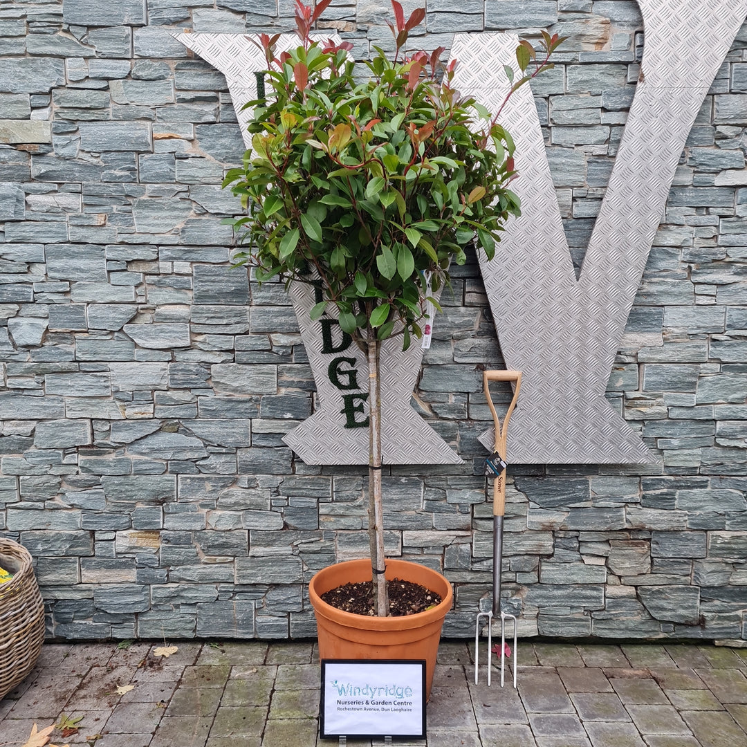 PHOTINIA SERR. RED ROBIN CLT 35 / 45 CIRC. TR. 10 - 12 CM 1/2 STD CHIOMA 60 - 70 CM