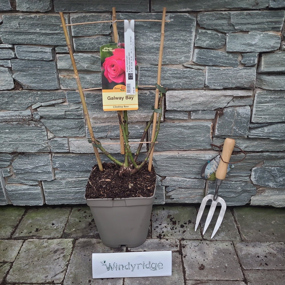 ROSA-GALWAY-BAY-CLIMBER-Potted-1