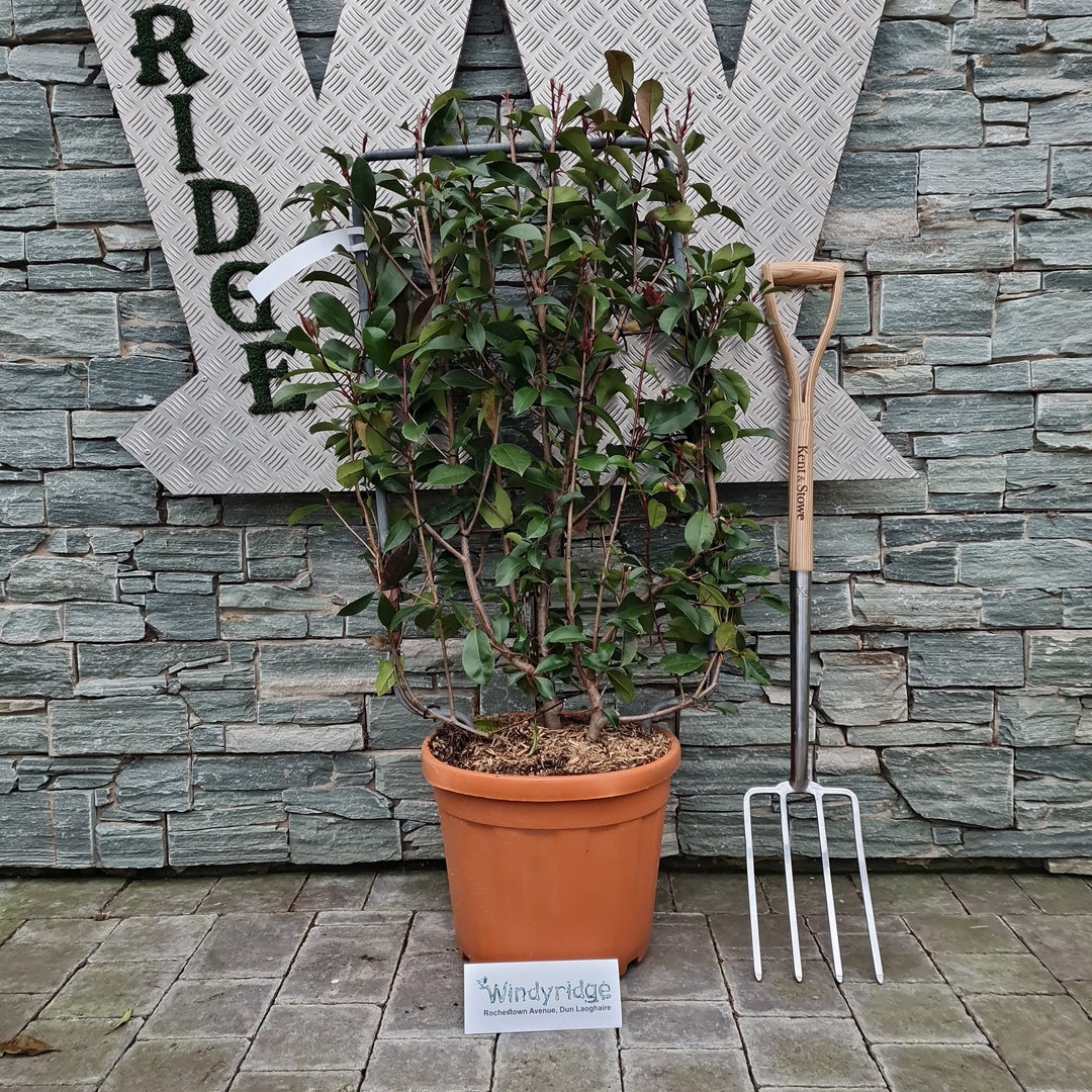 PHOTINIA SERR. RED ROBIN CLT 30 SPALLIERA IN METALLO 85 X 50 CM