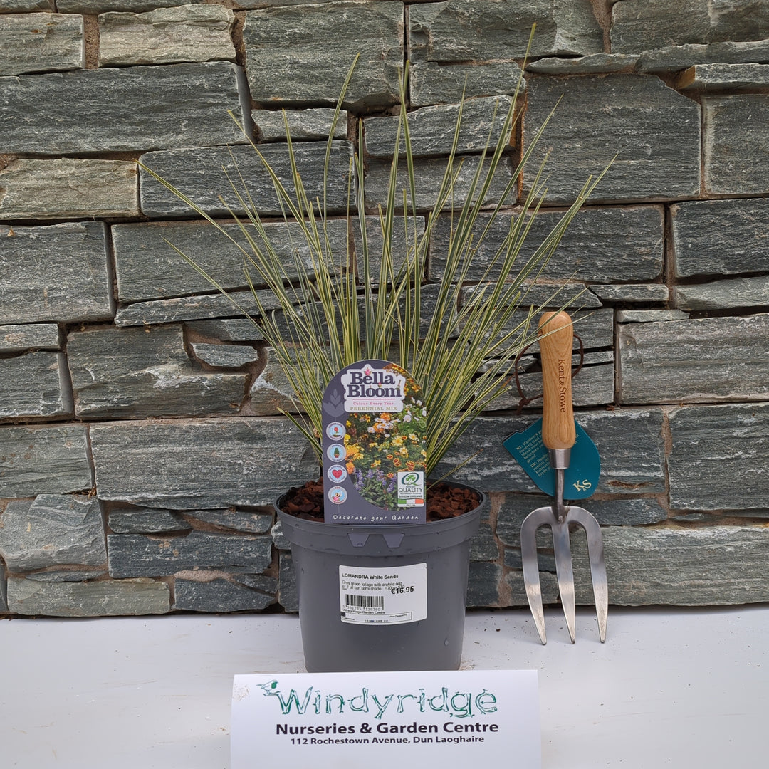LOMANDRA White Sands