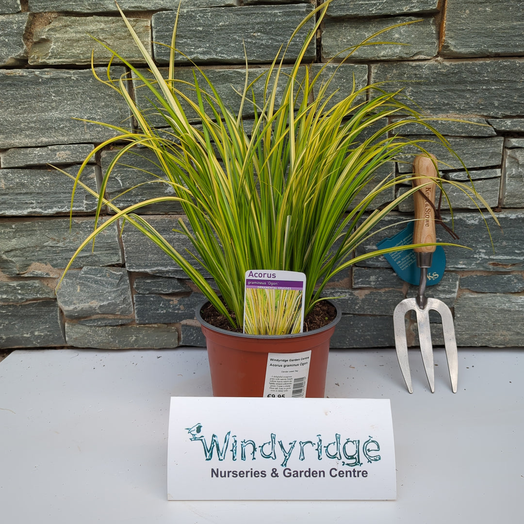 Acorus graminus Ogon