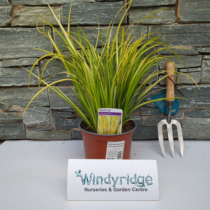 Acorus graminus Ogon
