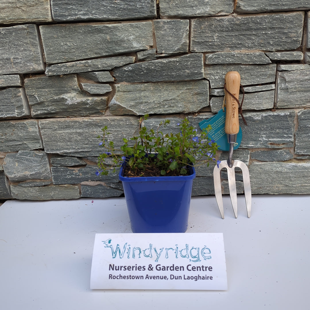 Veronica   Georgia Blue