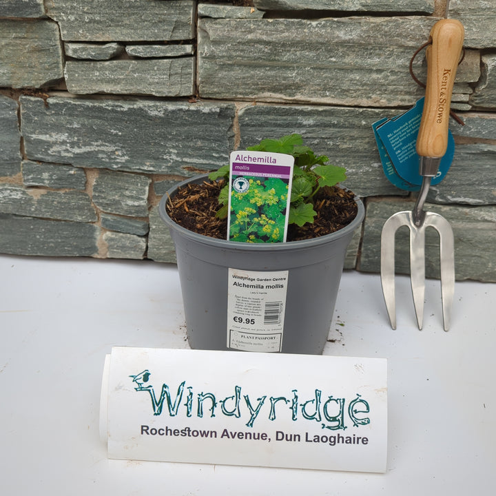 Alchemilla mollis