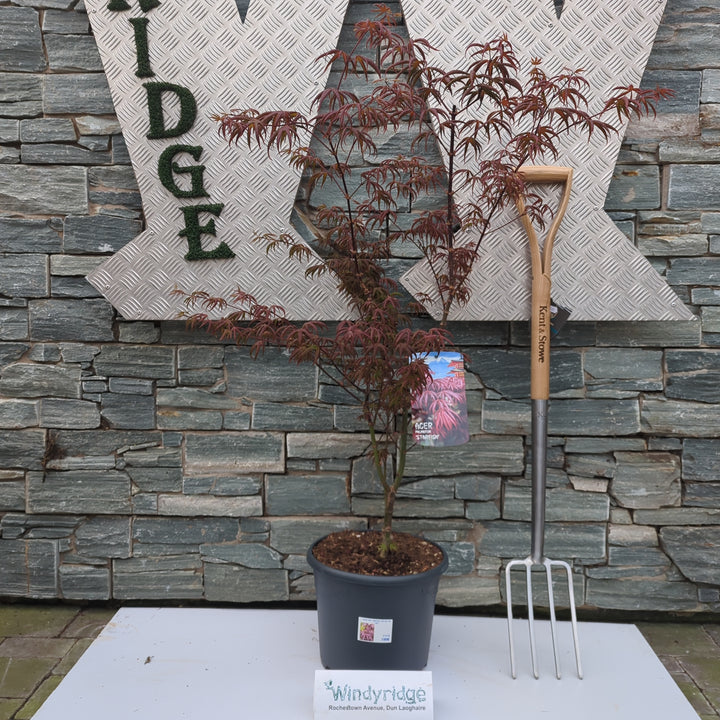 Acer pal. Starfish (60-80 cm 10L)