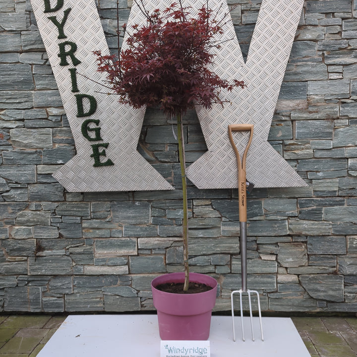 ACER PALM. SHAINA VASO ECO CLT 15  TRONCO 90 CM    1/2 STD