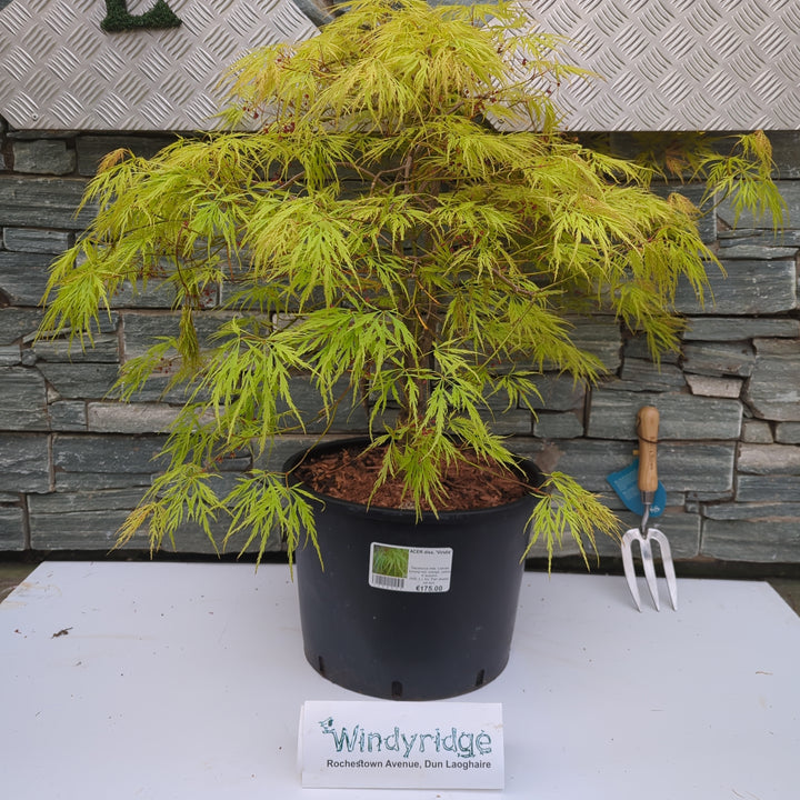 ACER diss. Viridis