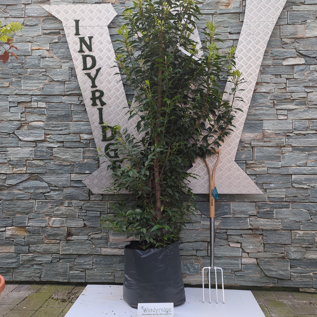 Prunus Lusitanica Angustifolia 40L